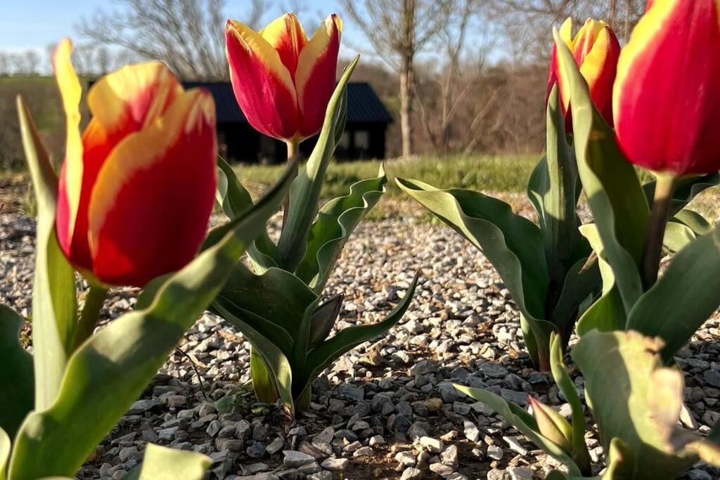 #4 Kentucky Bourbon Trail Bourbon Barrel Cottages Lawrenceburg Εξωτερικό φωτογραφία